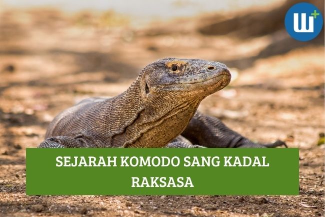 Sejarah Komodo Sang Kadal Raksasa, Hidup Sejak Kapan ya?